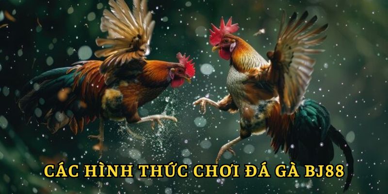 Các loại hình thi đấu đắt khách tại đá gà BJ88