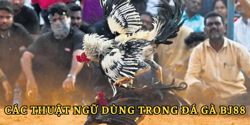 Các thuật ngữ dùng trong đá gà BJ88