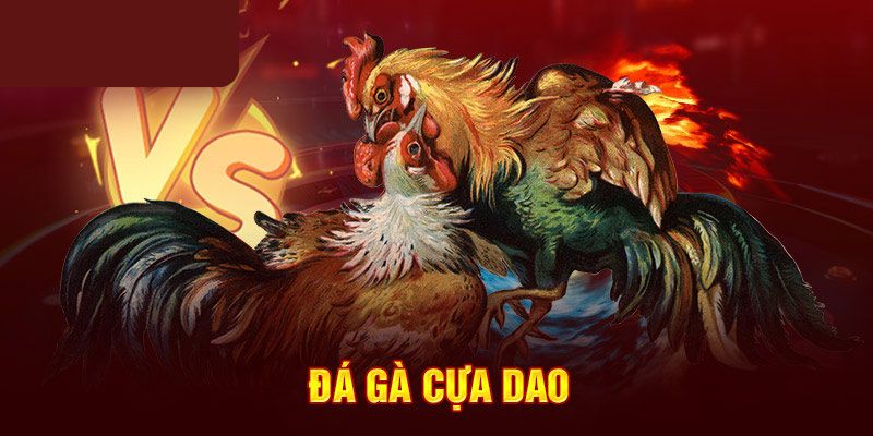 Đá gà cựa dao